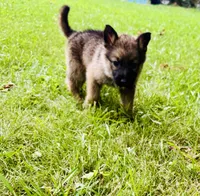 Raquel, a female German Shepherd Dog for sale in Jonesboro, GA – 2 of 9
