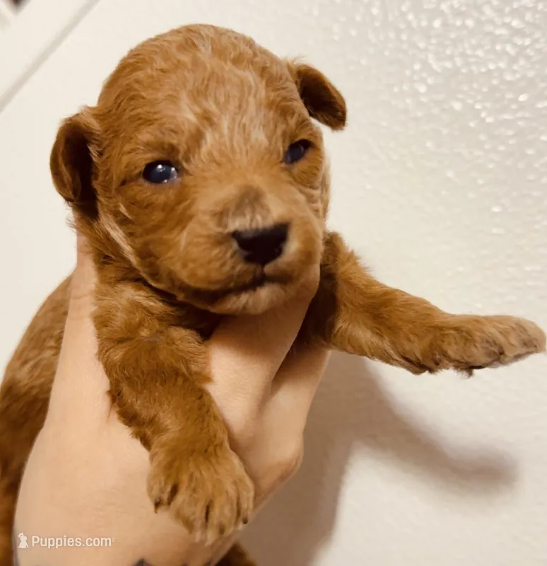 Tinky Winky – Poodle - Toy  puppy for sale in Jonesboro, GA