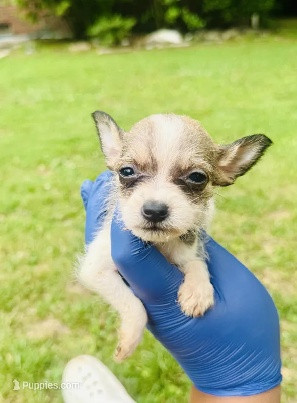 Suzie – Chihuahua, Poodle - Toy  puppy for sale in Jonesboro, GA
