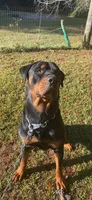 Zeus, a male Rottweiler for sale in Jonesboro, GA – Photo 1 of 3