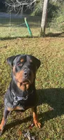 Zeus, a male Rottweiler for sale in Jonesboro, GA – Photo 2 of 3