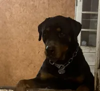 Zeus, a male Rottweiler for sale in Jonesboro, GA – Photo 3 of 3