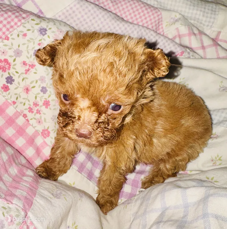 AKC TEACUP Angel – Poodle - Toy  puppy for sale in Jonesboro, GA