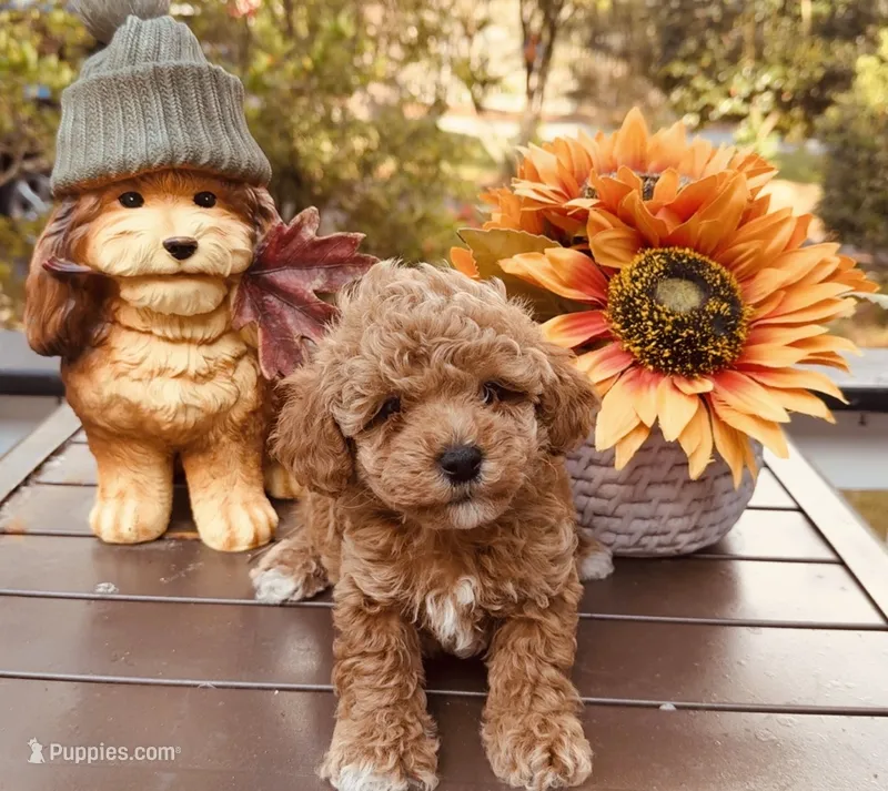 Tatter Tot – Poodle - Toy  puppy for sale in Jonesboro, GA