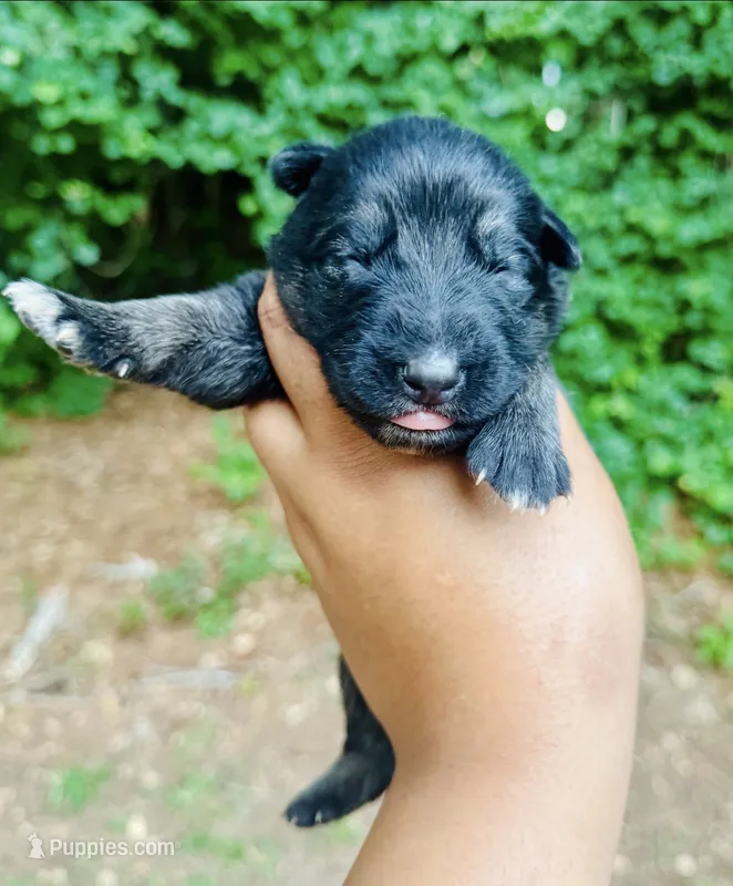 Shanti – German Shepherd Dog puppy for sale in Jonesboro, GA