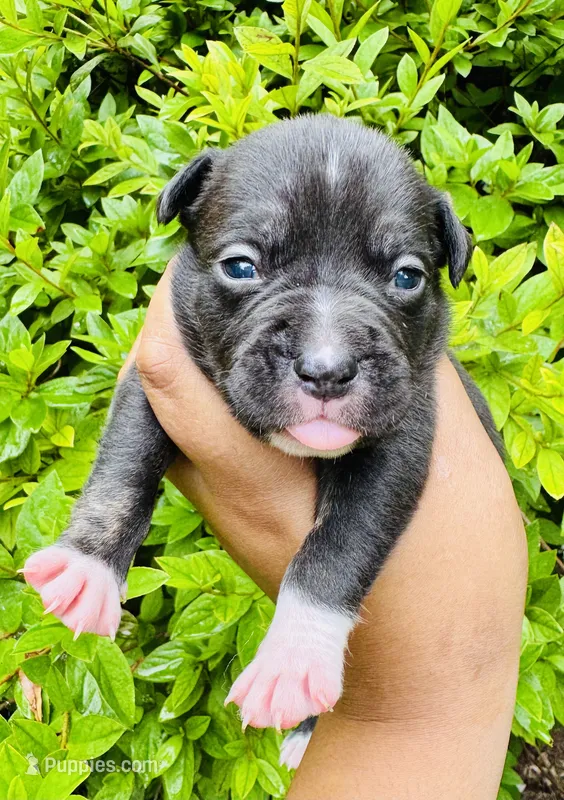 Larry The Lobster – American Bully puppy for sale in Jonesboro, GA