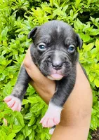 Larry The Lobster, a male American Bully for sale in Jonesboro, GA – 1 of 2