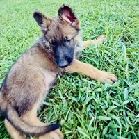 Betsy, a female German Shepherd Dog for sale in Jonesboro, GA – 3 of 7