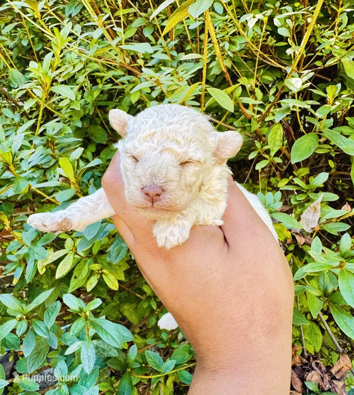 Cream – Poodle - Toy  puppy for sale in Jonesboro, GA