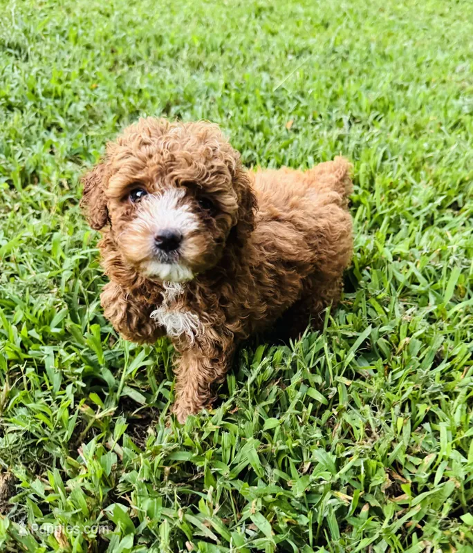 Niota – Poodle - Toy  puppy for sale in Jonesboro, GA