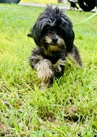 Chase, a male Shih Tzu for sale in Jonesboro, GA – 3 of 5