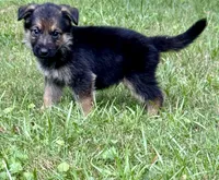 Rama, a male German Shepherd Dog for sale in Jonesboro, GA – 2 of 5