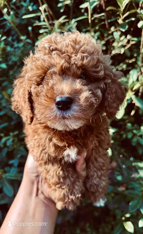 Bacon – Poodle - Toy  puppy for sale in Jonesboro, GA
