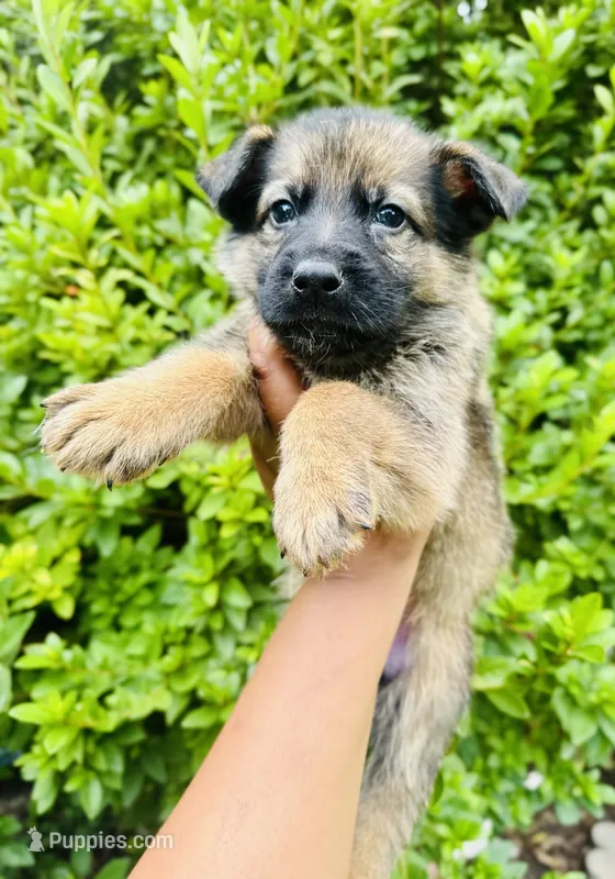 King Louie – German Shepherd Dog puppy on hold in Jonesboro, GA