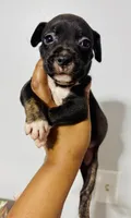 Larry The Lobster, a male American Bully for sale in Jonesboro, GA – 1 of 4