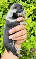 Princess Mindy , a female American Bully for sale in Jonesboro, GA – 2 of 3