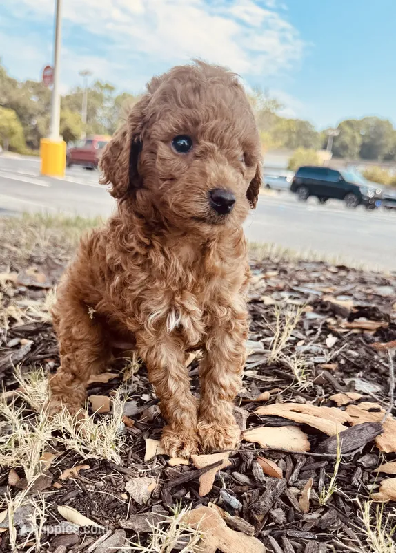 Dayton – Poodle - Toy  puppy for sale in Jonesboro, GA