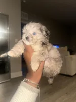 Teacup Shihpoo Echo, a male Shihpoo for sale in Jonesboro, GA – Photo 3 of 4