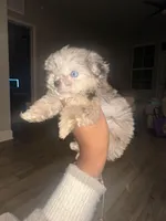 Teacup Shihpoo Echo, a male Shihpoo for sale in Jonesboro, GA – Photo 1 of 4