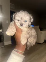 Teacup Shihpoo Echo, a male Shihpoo for sale in Jonesboro, GA – Photo 4 of 4