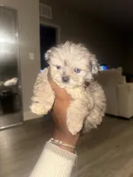 Teacup Shihpoo Echo, a male Shihpoo for sale in Jonesboro, GA – Photo 2 of 4