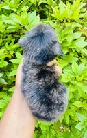AKC Luffy, a male Poodle - Toy  for sale in Jonesboro, GA – 5 of 10