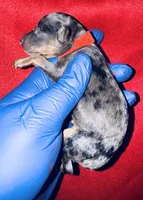 Luffy, a male Poodle - Toy  for sale in Jonesboro, GA – Photo 2 of 3