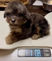 AKC Luffy, a male Poodle - Toy  for sale in Jonesboro, GA – 6 of 10