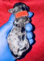 Luffy, a male Poodle - Toy  for sale in Jonesboro, GA – Photo 3 of 3