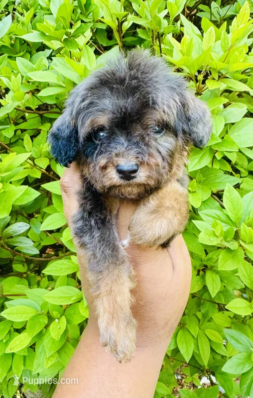 AKC Luffy – Poodle - Toy  puppy for sale in Jonesboro, GA