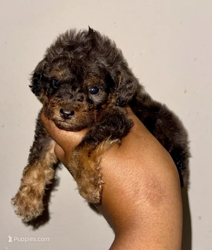 AKC Luffy – Poodle - Toy  puppy for sale in Jonesboro, GA