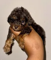 AKC Luffy, a male Poodle - Toy  for sale in Jonesboro, GA – 3 of 10