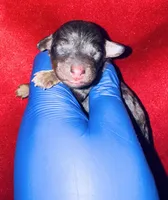 Luffy, a male Poodle - Toy  for sale in Jonesboro, GA – Photo 1 of 3