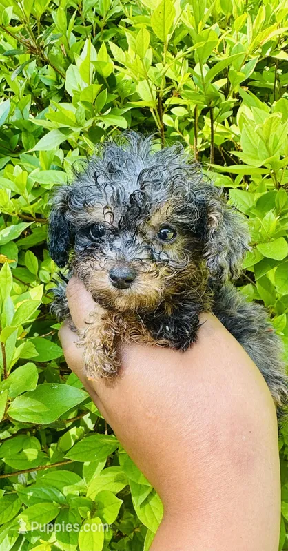 AKC Luffy – Poodle - Toy  puppy for sale in Jonesboro, GA