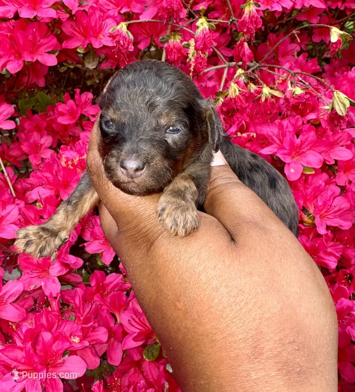 AKC Luffy – Poodle - Toy  puppy for sale in Jonesboro, GA