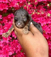 AKC Luffy, a male Poodle - Toy  for sale in Jonesboro, GA – Photo 1 of 5
