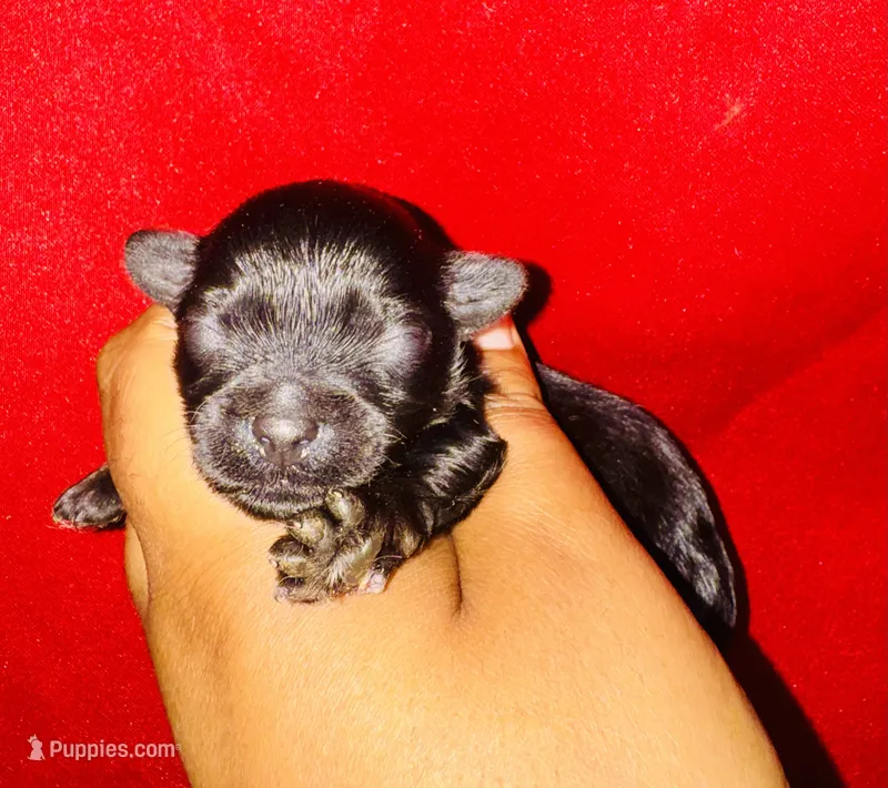 Solomon Grundy – Yorkipoo, Poodle - Toy  puppy for sale in Jonesboro, GA