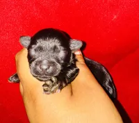 Solomon Grundy, a male Yorkipoo and Poodle - Toy  for sale in Jonesboro, GA – 1 of 2