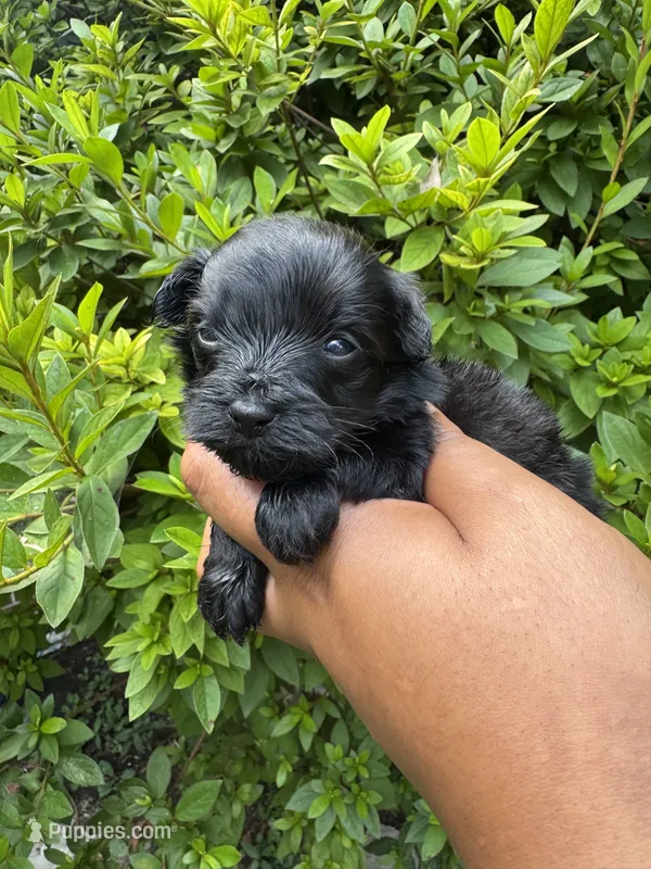 Solomon Grundy – Yorkipoo puppy for sale in Jonesboro, GA