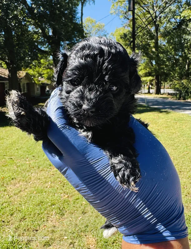 Elastagirl – Shihpoo puppy for sale in Jonesboro, GA