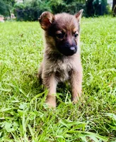Raksha, a female German Shepherd Dog for sale in Jonesboro, GA – 3 of 7
