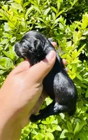 Solomon Grundy, a male Yorkipoo for sale in Jonesboro, GA – 4 of 7