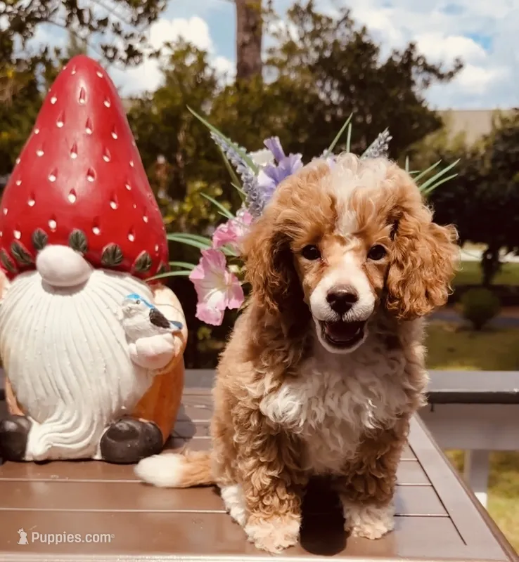 Reacher – Poodle - Toy  puppy for sale in Jonesboro, GA