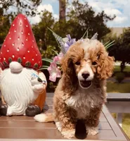 Reacher, a male Poodle - Toy  for sale in Jonesboro, GA – 1 of 3