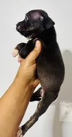 Larry The Lobster, a male American Bully for sale in Jonesboro, GA – 2 of 4