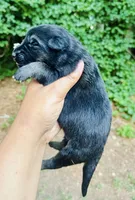 Shanti, a female German Shepherd Dog for sale in Jonesboro, GA – 2 of 3