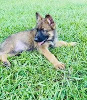Betsy, a female German Shepherd Dog for sale in Jonesboro, GA – 2 of 7