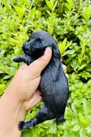 Solomon Grundy, a male Yorkipoo for sale in Jonesboro, GA – 3 of 7