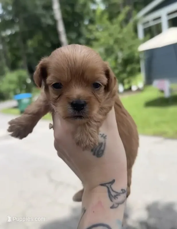 Michael Jackson – Shih Tzu, Poodle - Toy  puppy for sale in Jonesboro, GA