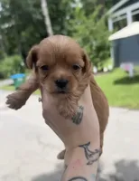 Michael Jackson, a male Shihpoo for sale in Jonesboro, GA – 1 of 3